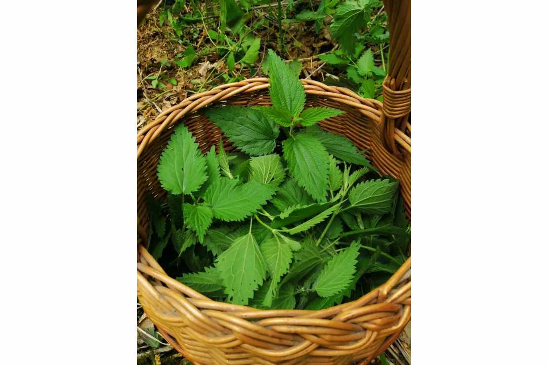 Nettle the misunderstood