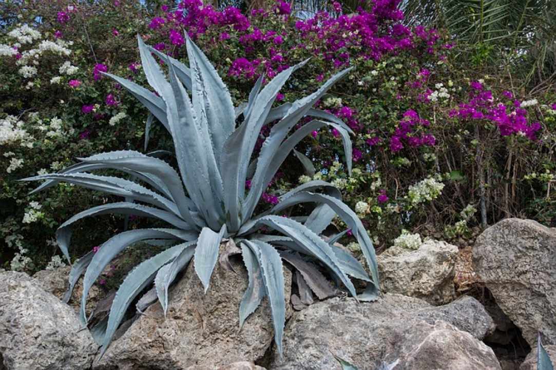 Aloe the miracle of nature
