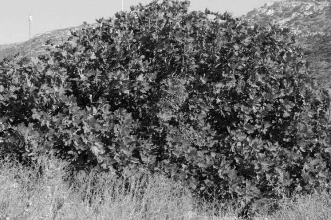 I sijia tou mavrou (the fig tree of the black guy) gallery image 1