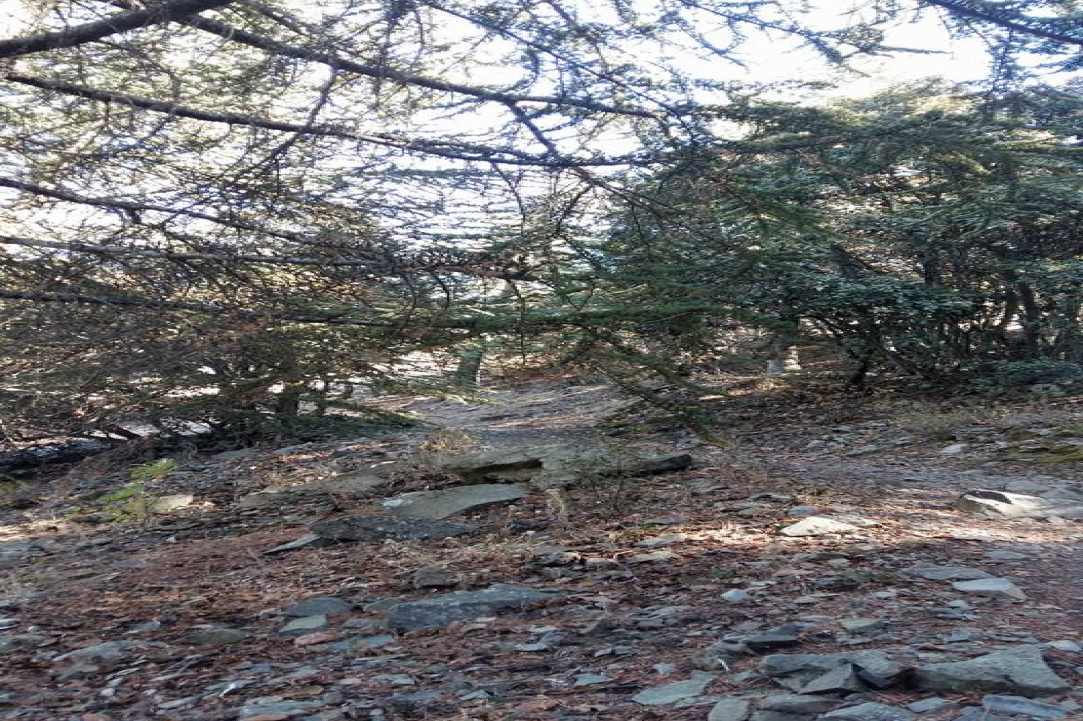 Μονοπάτι της φύσης «Τεισιά της Μαδαρής»