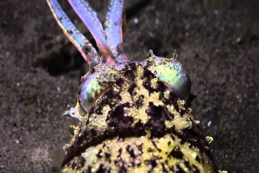 Night Dive