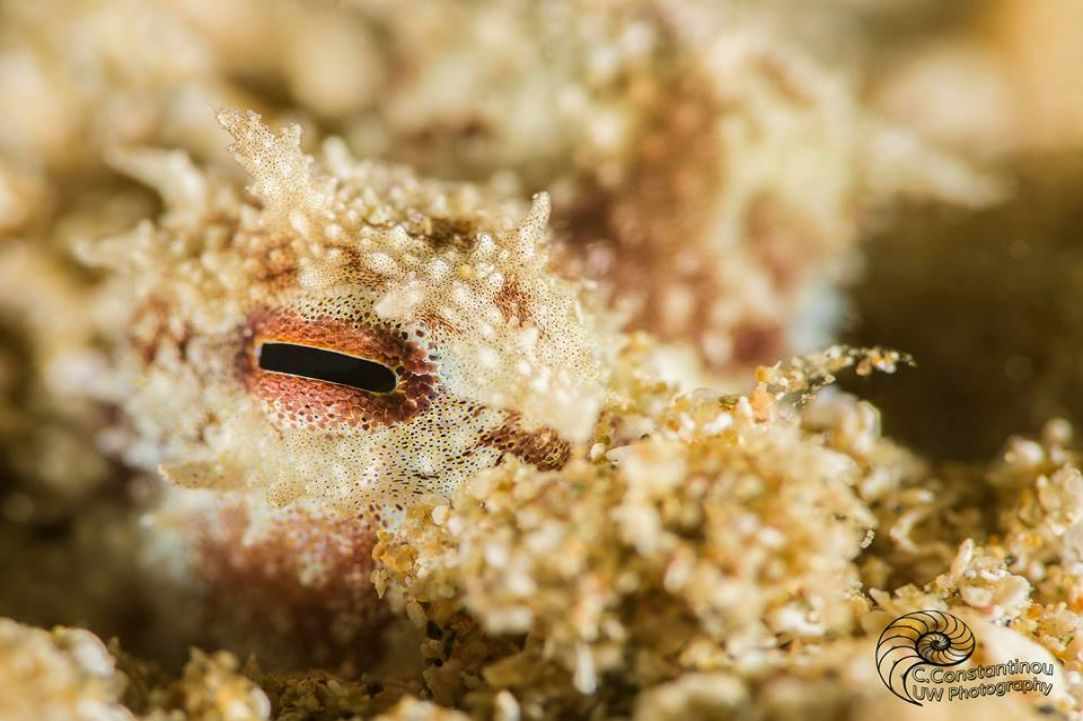 November dive in Cyprus