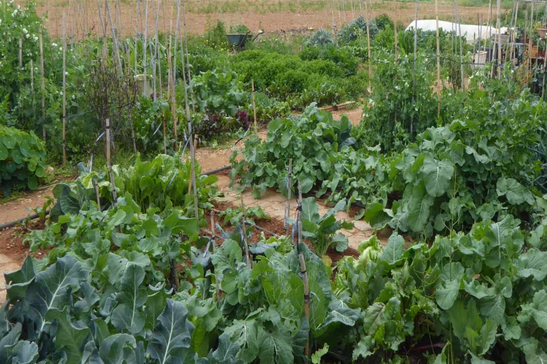  Organic & Environmentally Friendly