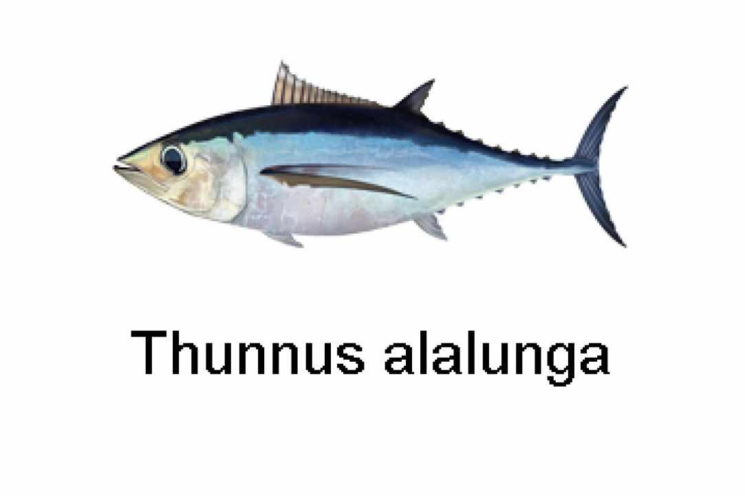Angling for Alalunga - Albacore Tuna in Cyprus