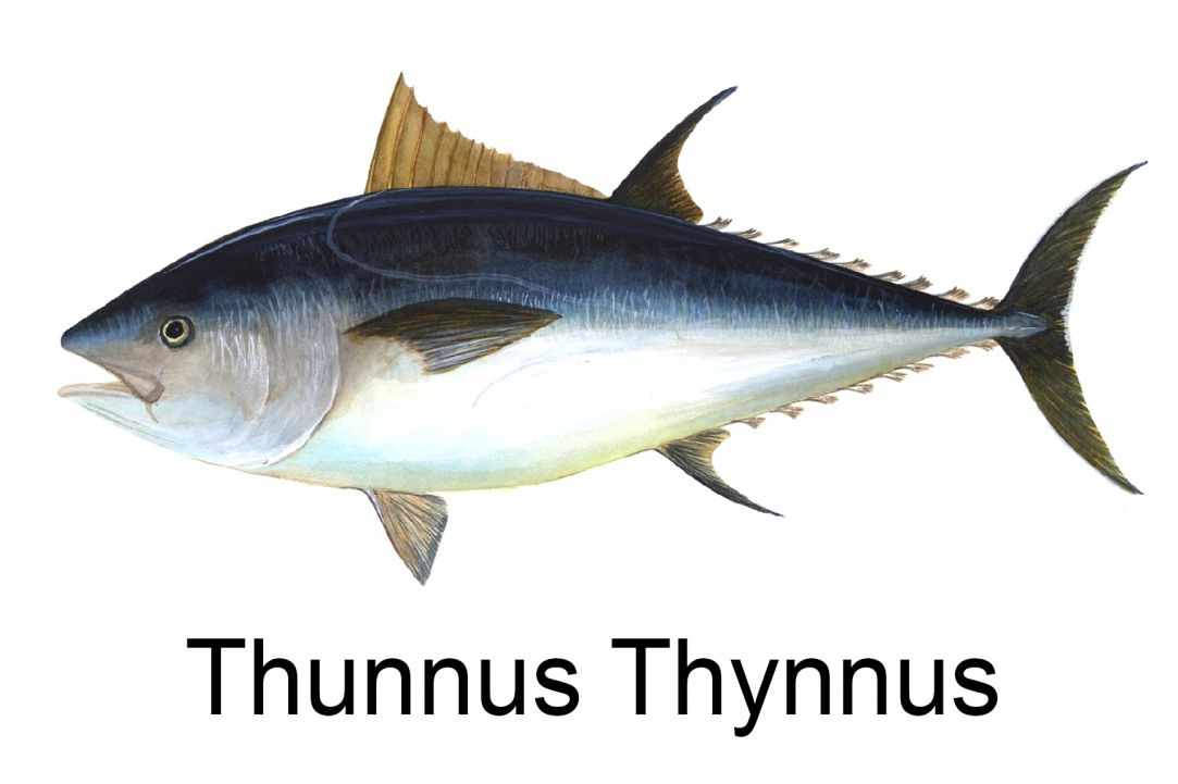 Angling for Alalunga - Albacore Tuna in Cyprus