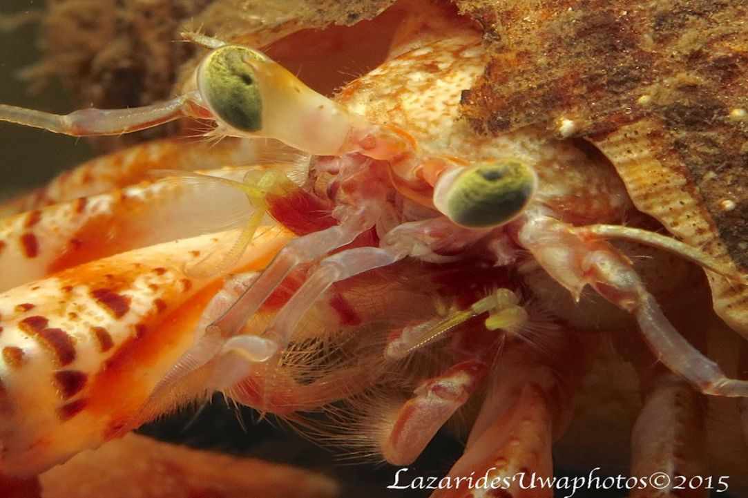 Marine Life in Cyprus
