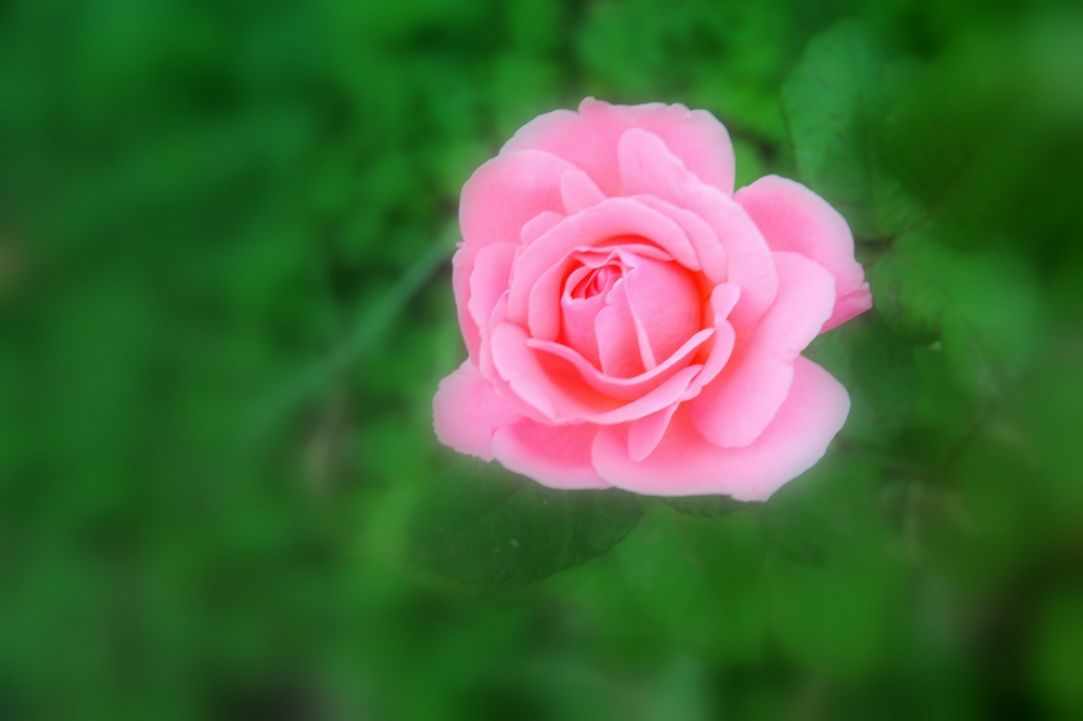 Photography Competition "Feelings"
