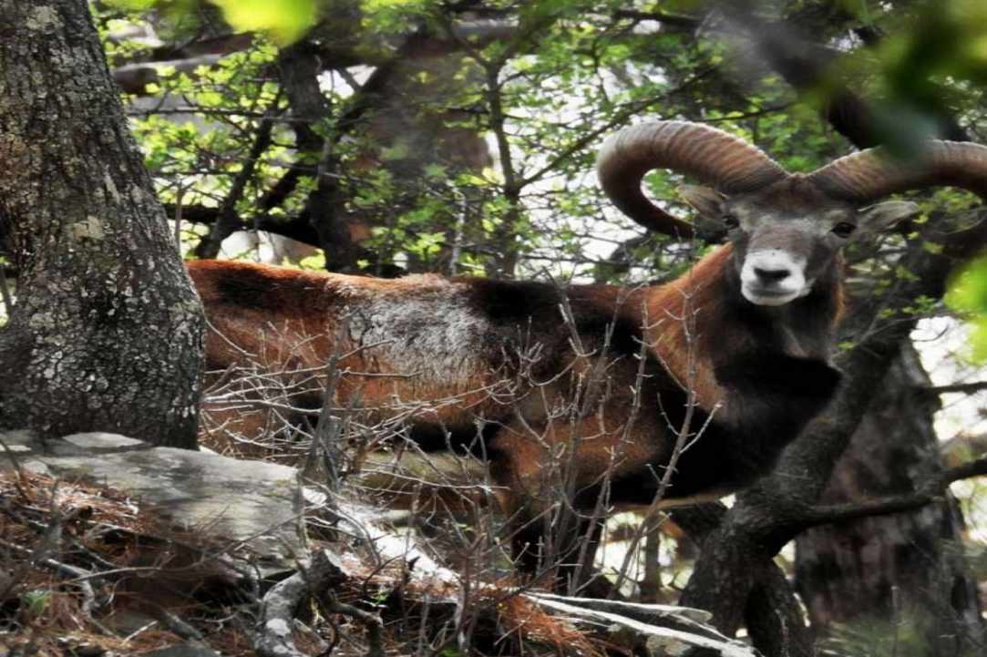 Το κυπριακό αγρινό