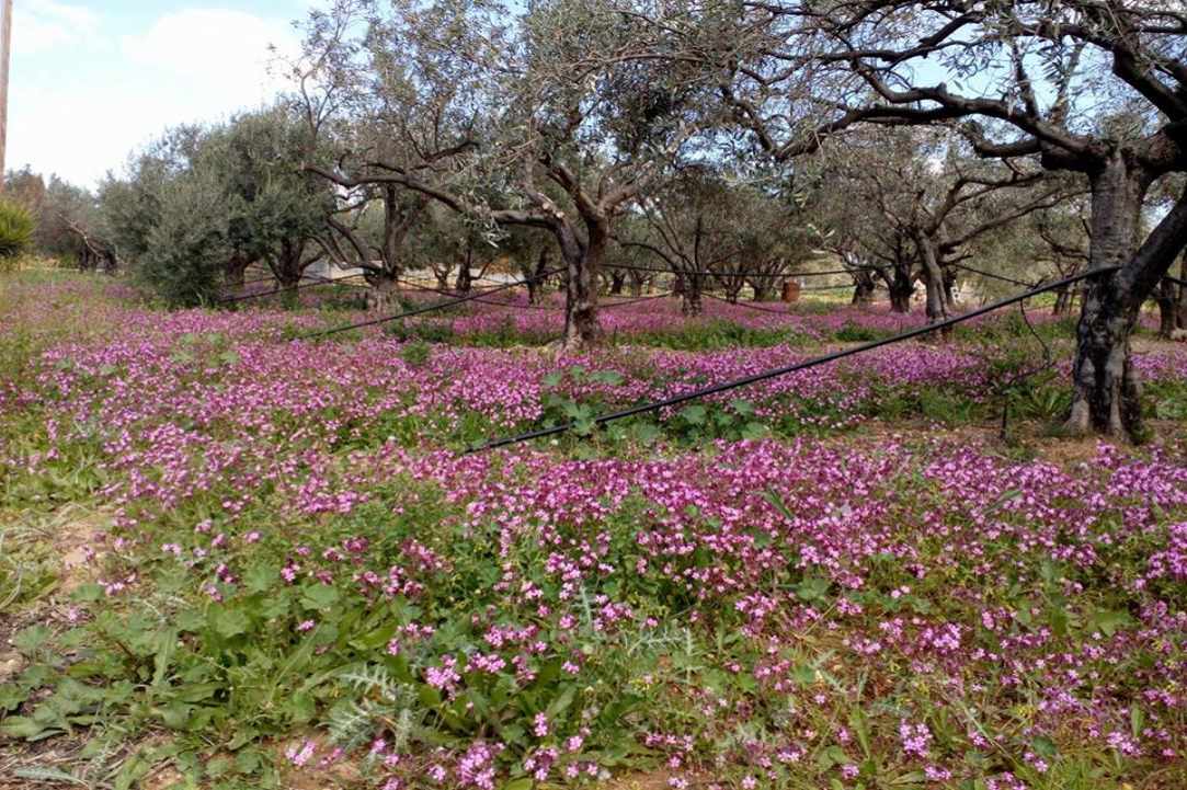 Το Χωριό Τραχώνι Λεμεσού 