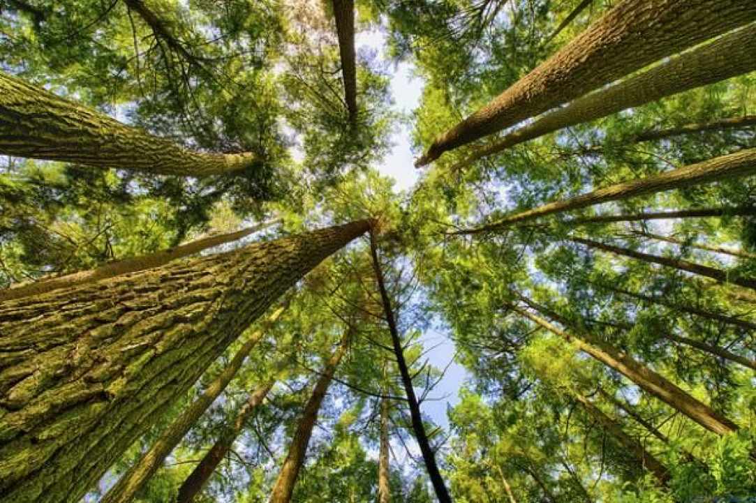 A new project in Cyprus will process woody biomass waste to create biofuel - A catalytic method that will preserve our living world gallery image 1