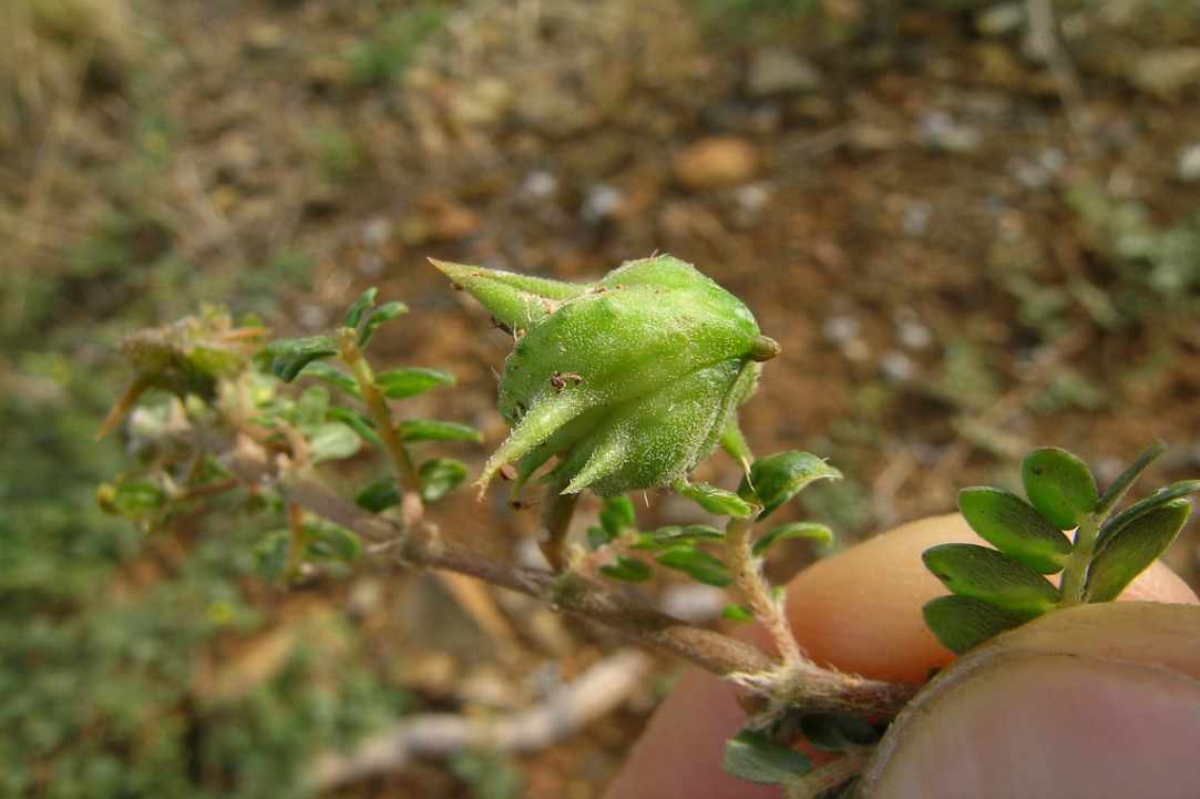 Tribulus, the thorn we all know