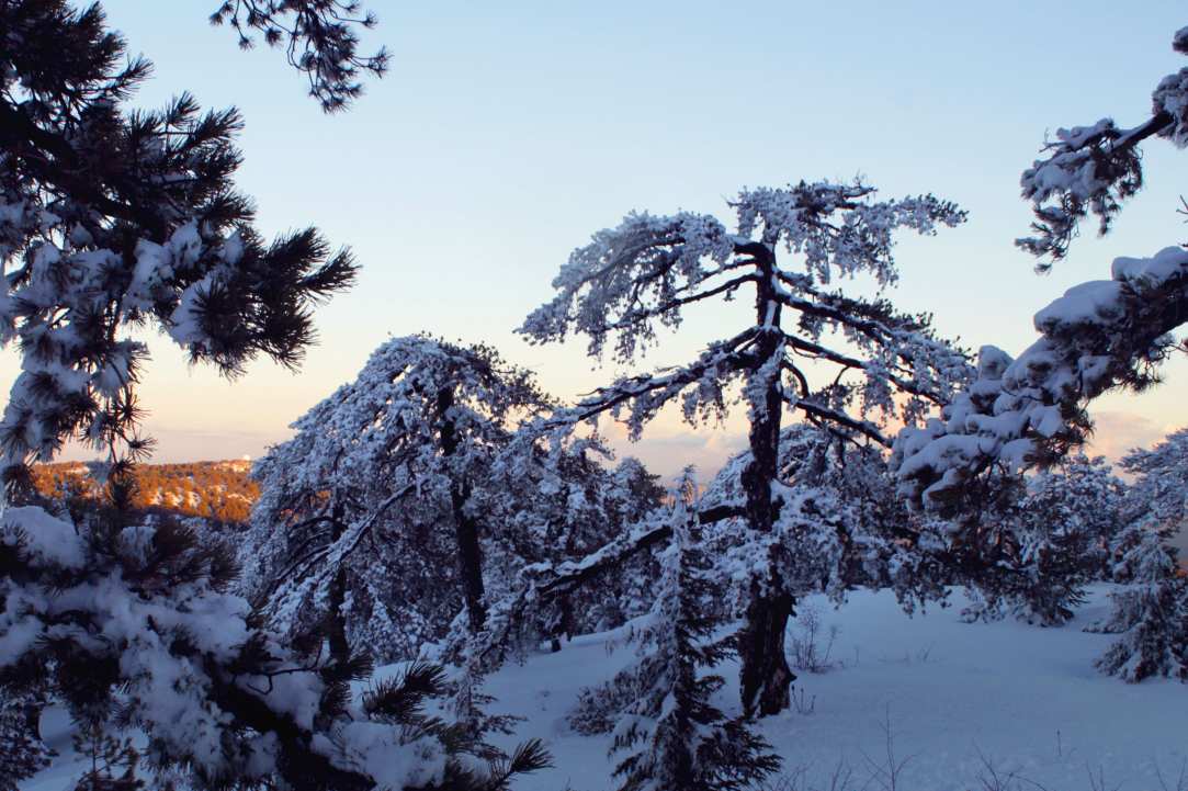 Snow Dive