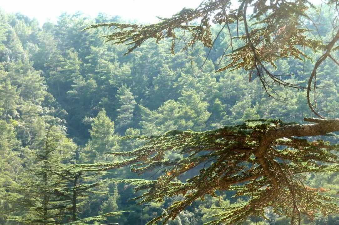The Wine Routes of Troodos