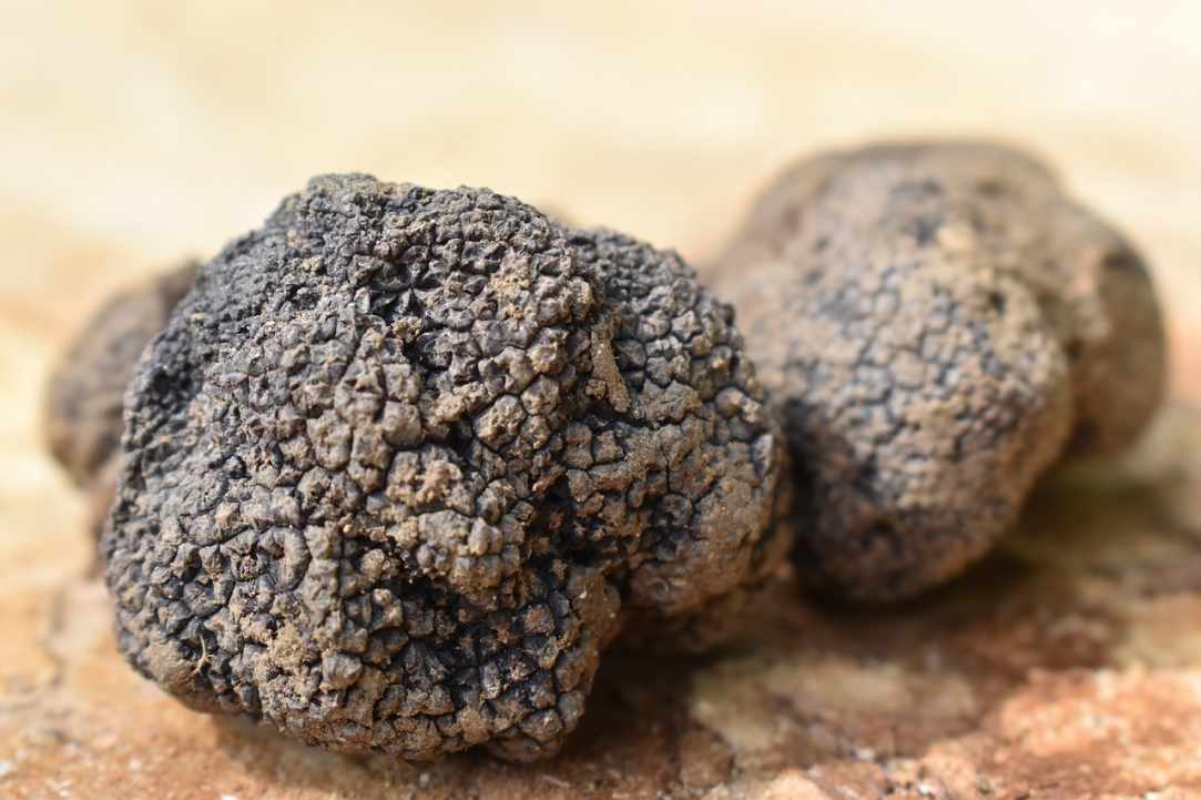 The black truffle