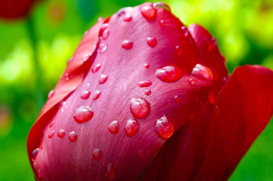 Tulip Festival  gallery image 1