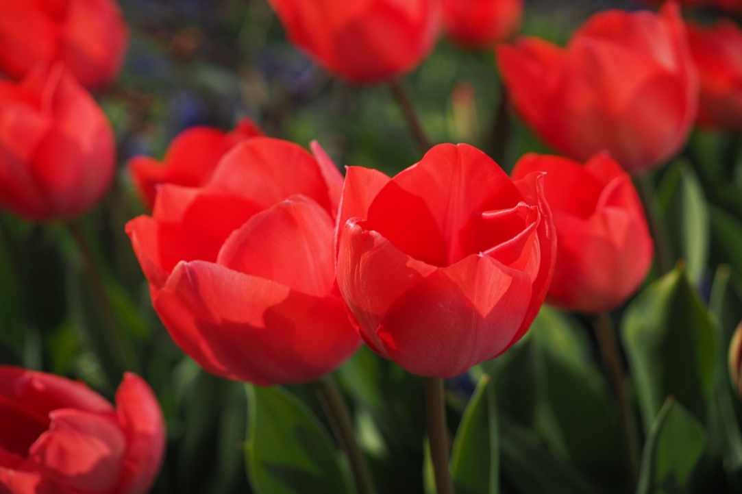 Tulip Festival  gallery image 2