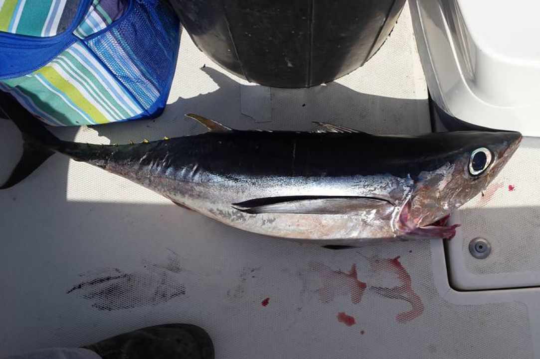 Angling for Alalunga - Albacore Tuna in Cyprus