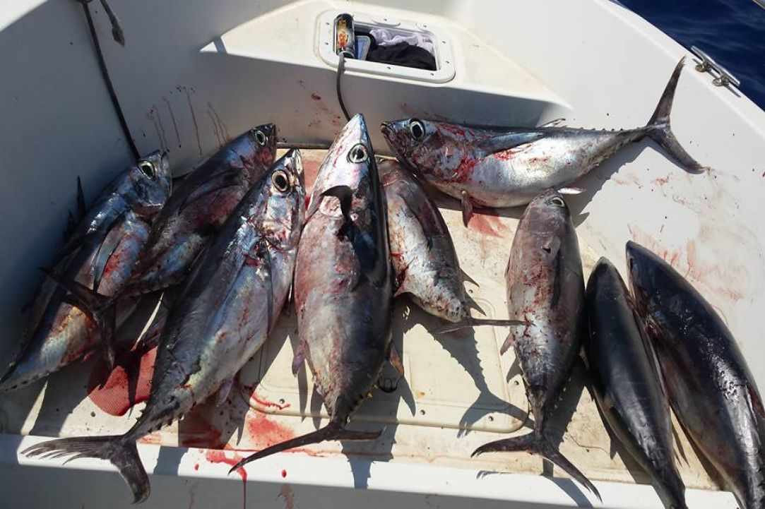 Angling for Alalunga - Albacore Tuna in Cyprus
