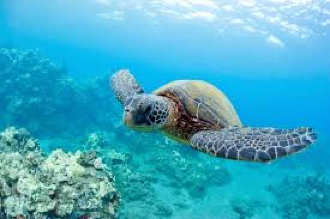 Marine Life in Cyprus