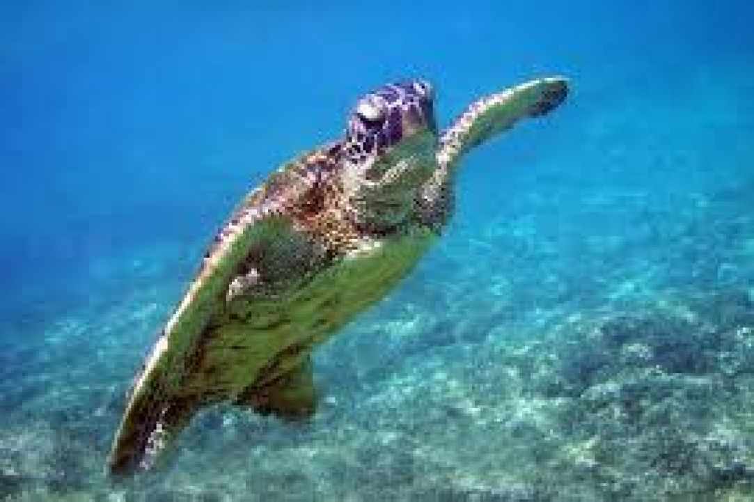 Dive site  at Cyprus