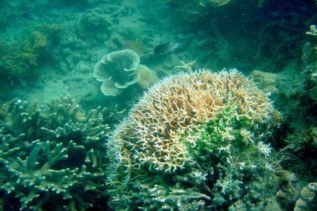 Ελεύθερη κατάδυση με πολλά μετάλλια… 
