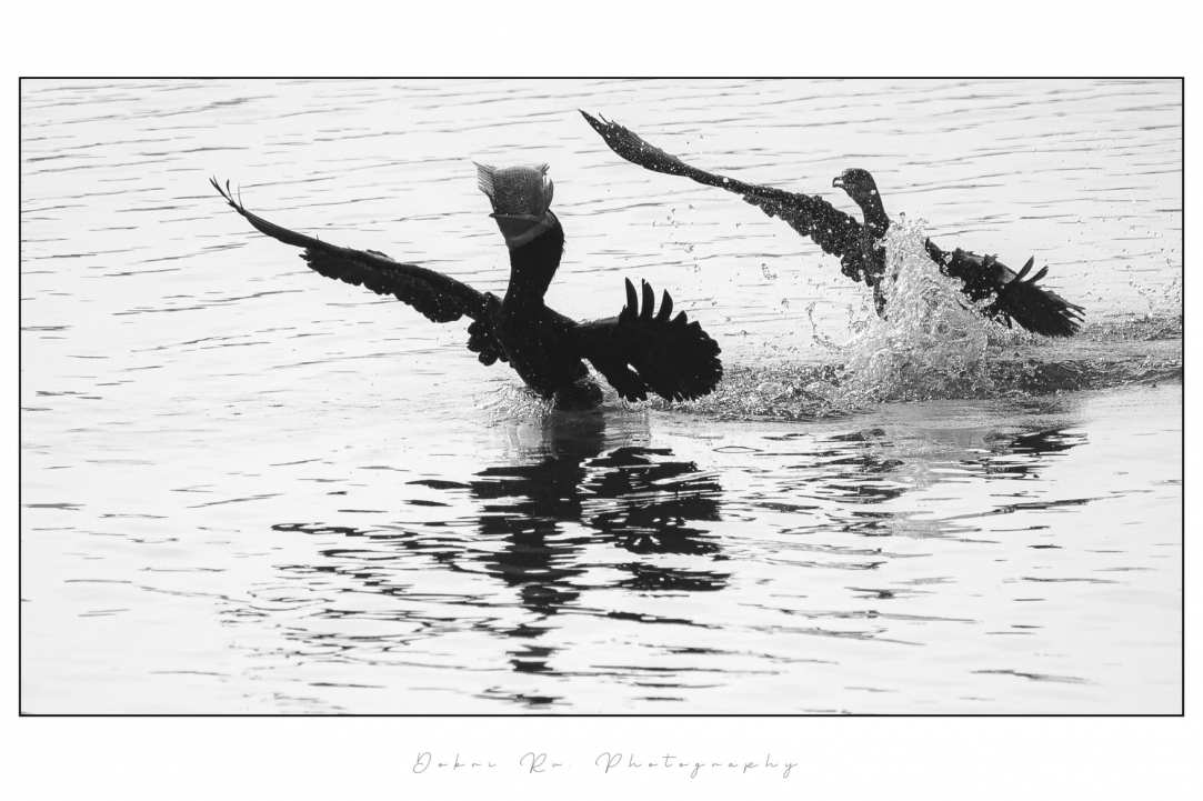 Birdwatching or Birding in Cyprus
