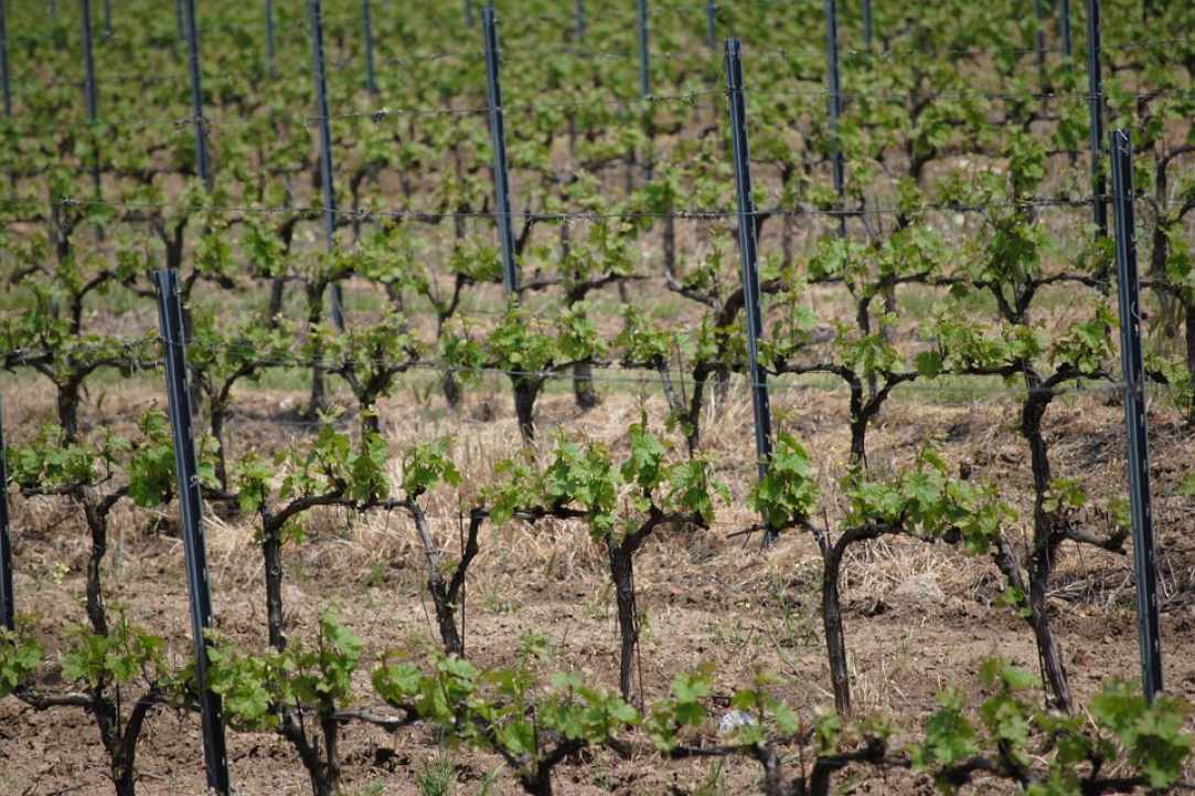 The Cypriot Wine....A History of 5500 years!