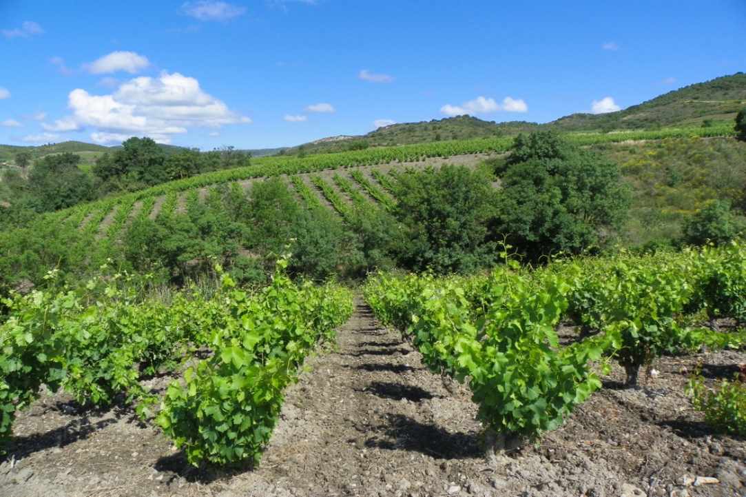 Vouni, a significant wine village since ancient times