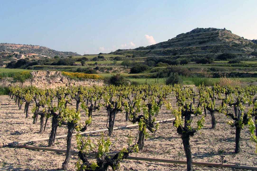Vouni, a significant wine village since ancient times