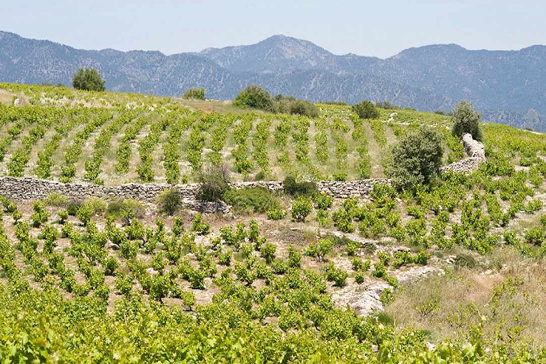 Vouni, a significant wine village since ancient times
