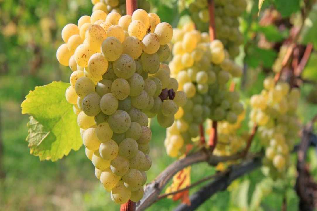 Vouni, a significant wine village since ancient times
