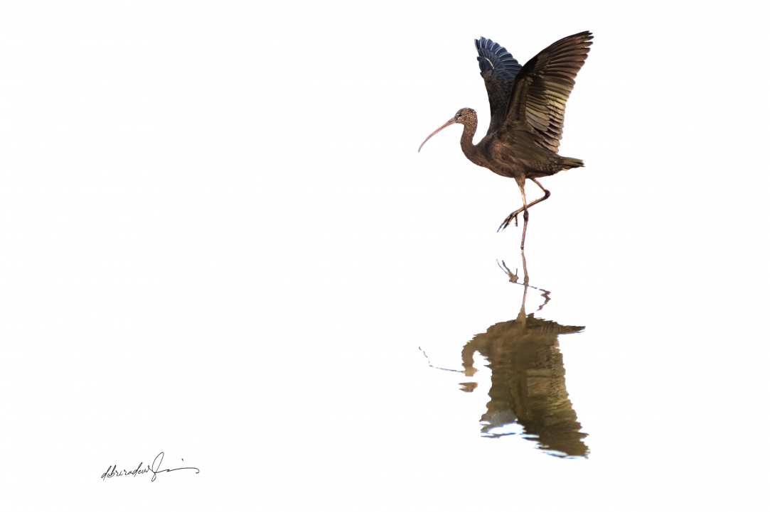 Birdwatching or Birding in Cyprus