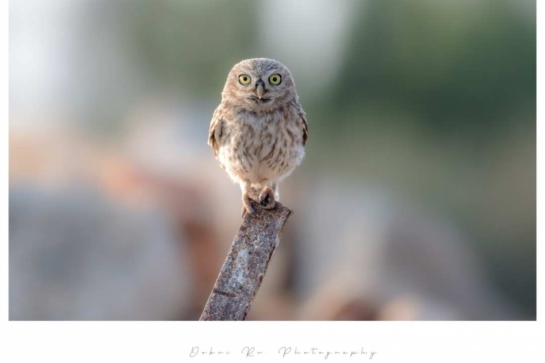 Birdwatching or Birding in Cyprus