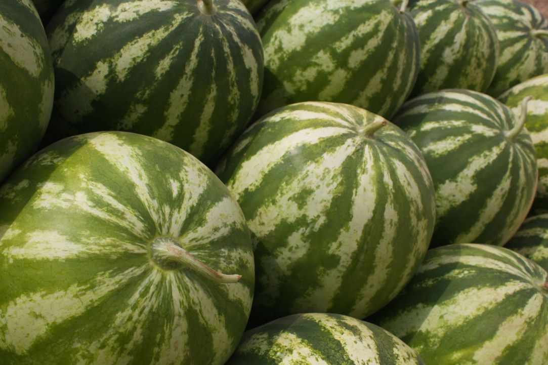 Watermelon Festival !