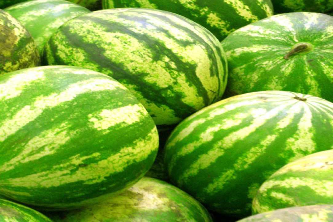 Watermelon – our favorite summer fruit