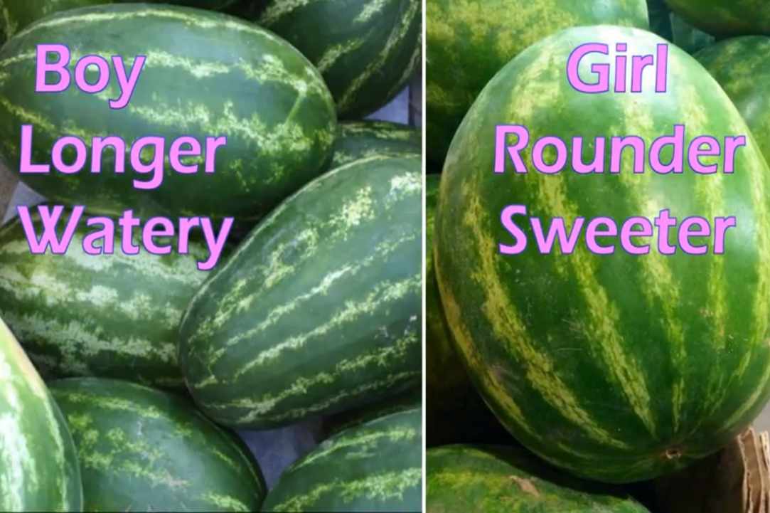 Watermelon – our favorite summer fruit