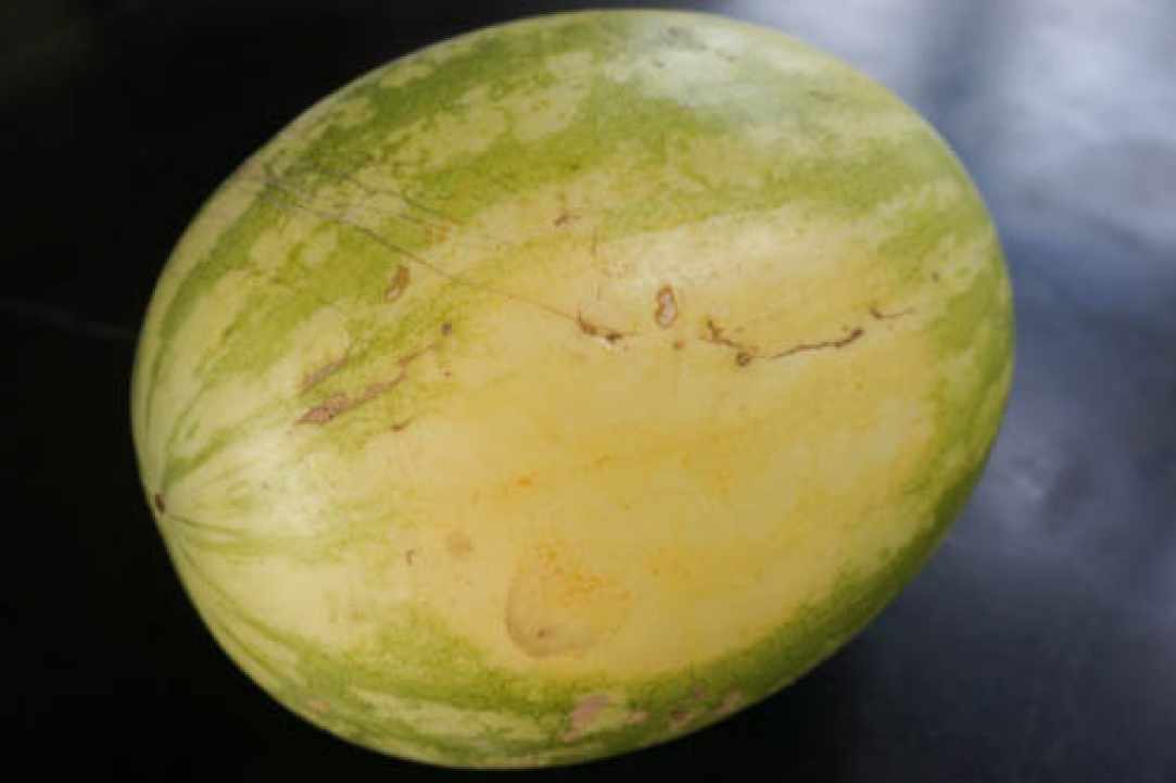 Watermelon – our favorite summer fruit