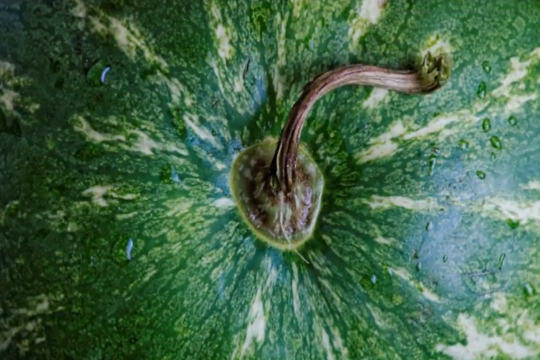 Watermelon – our favorite summer fruit