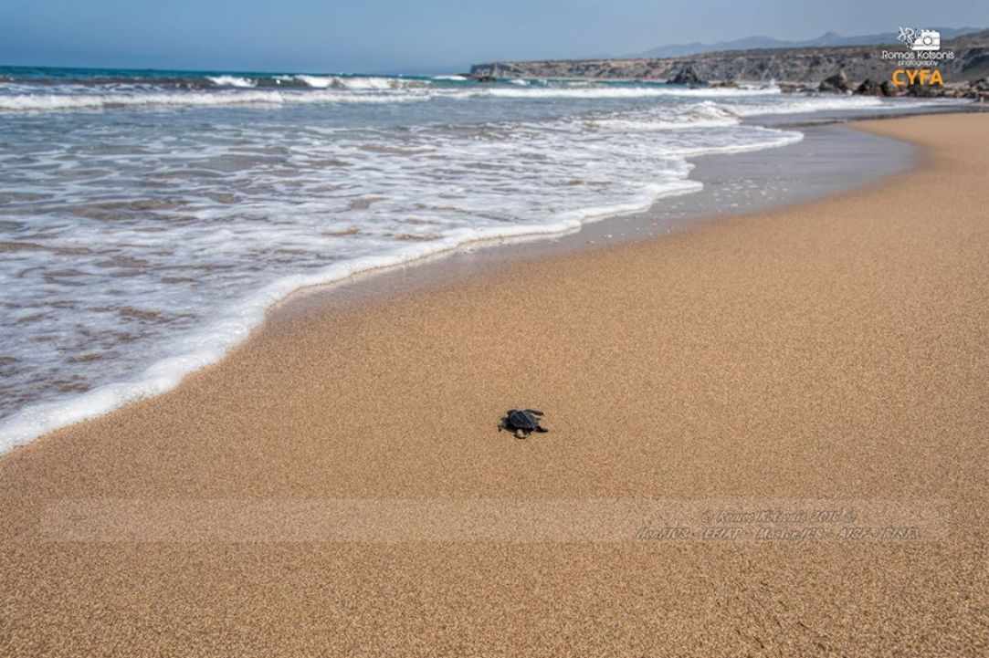 Caretta Caretta turtle 