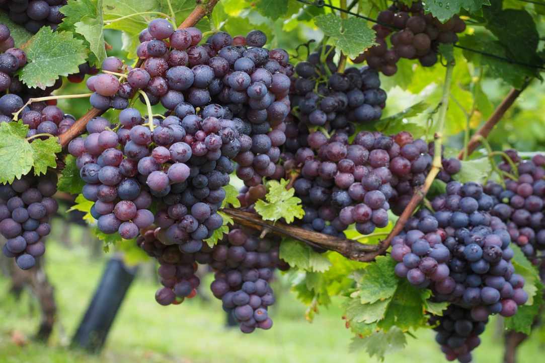 2nd Vine Harvest Festival of Panagia village