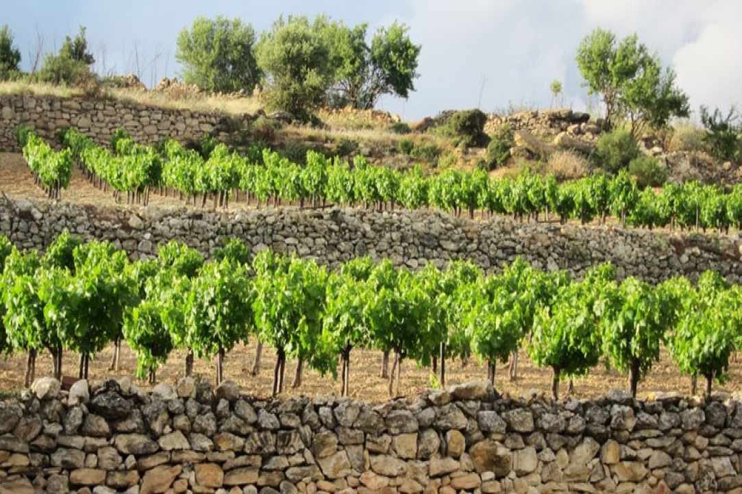 Vouni, a significant wine village since ancient times