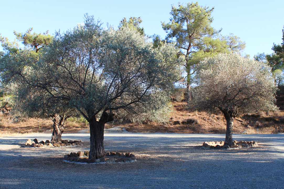 Αγία Ειρήνη Χρυσοβαλάντου