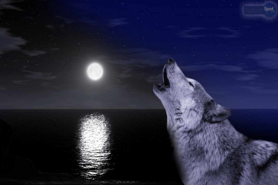 The First Full Wolf Moon 2020