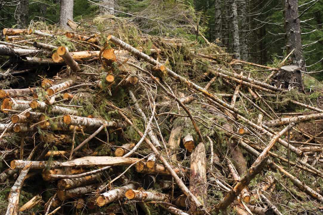 A new project in Cyprus will process woody biomass waste to create biofuel - A catalytic method that will preserve our living world