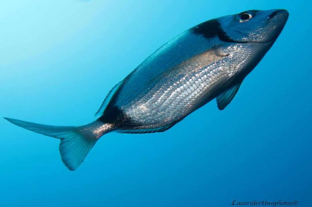 Marine Life in Cyprus
