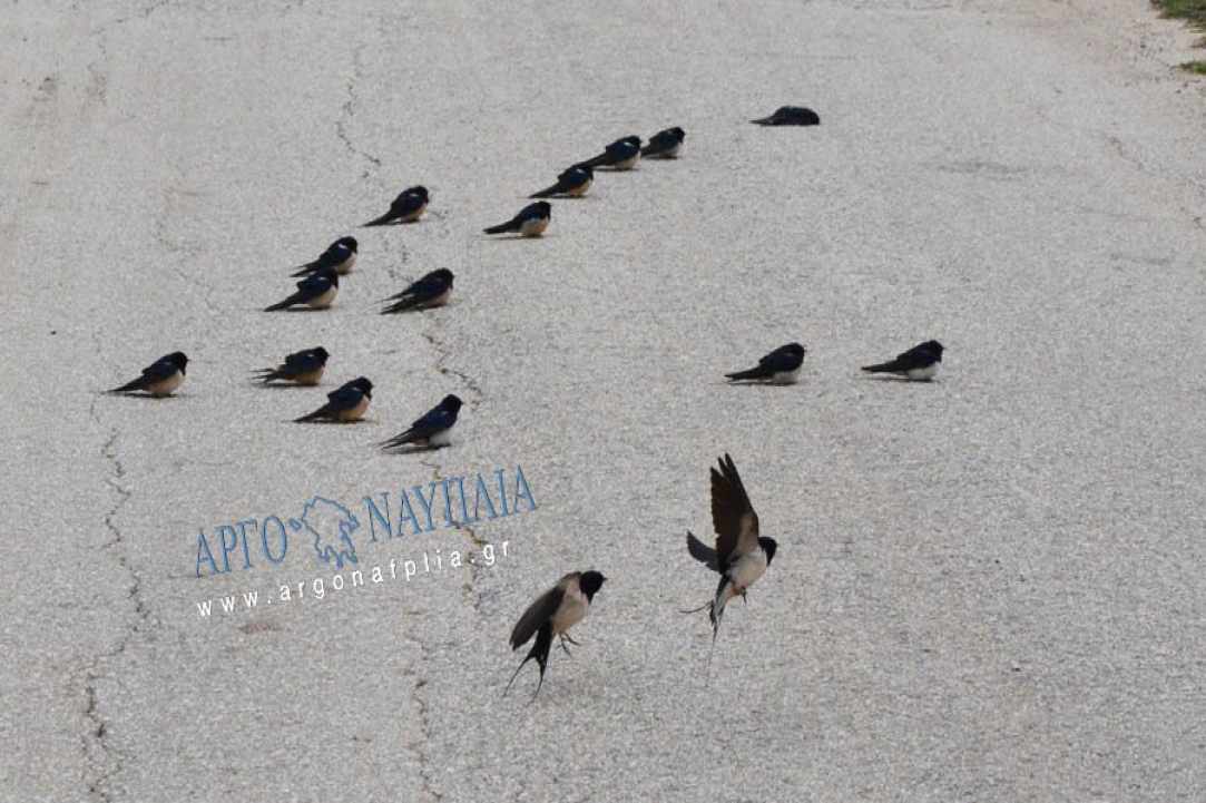 Θλιβερό γεγονός με το θάνατο εκατοντάδων χελιδονιών