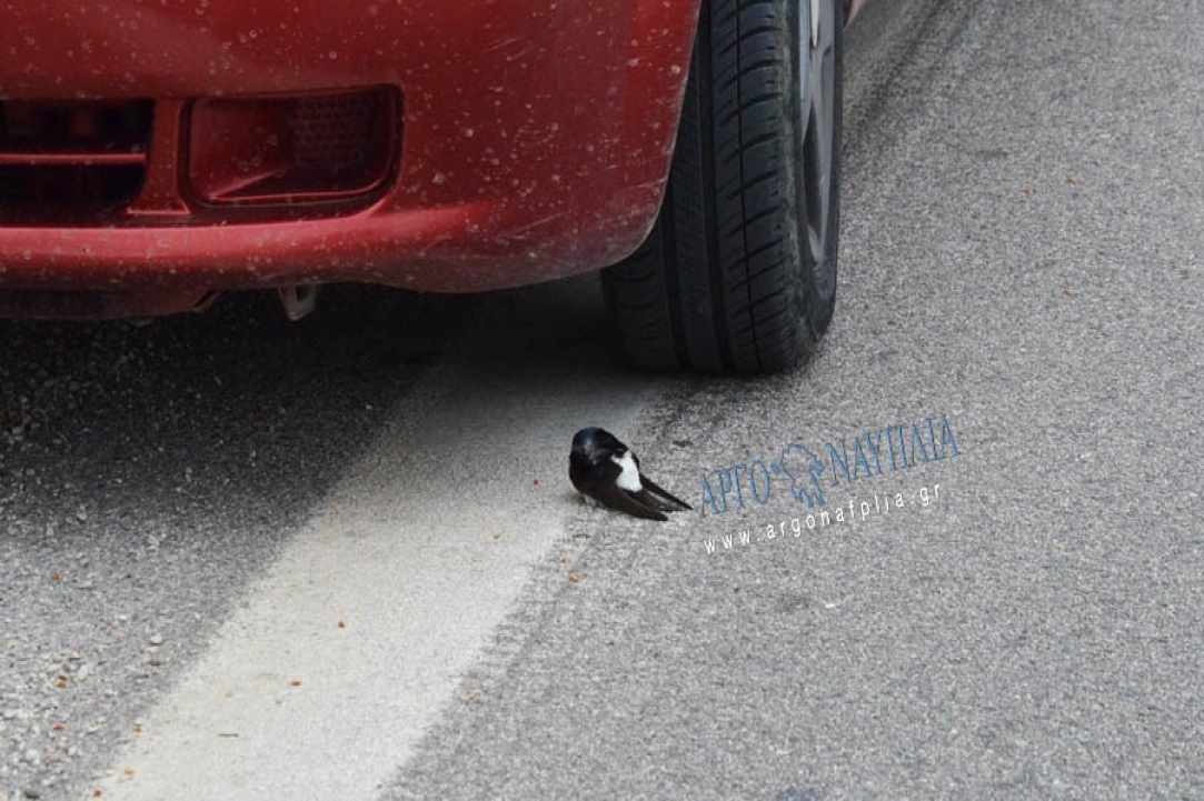 Θλιβερό γεγονός με το θάνατο εκατοντάδων χελιδονιών