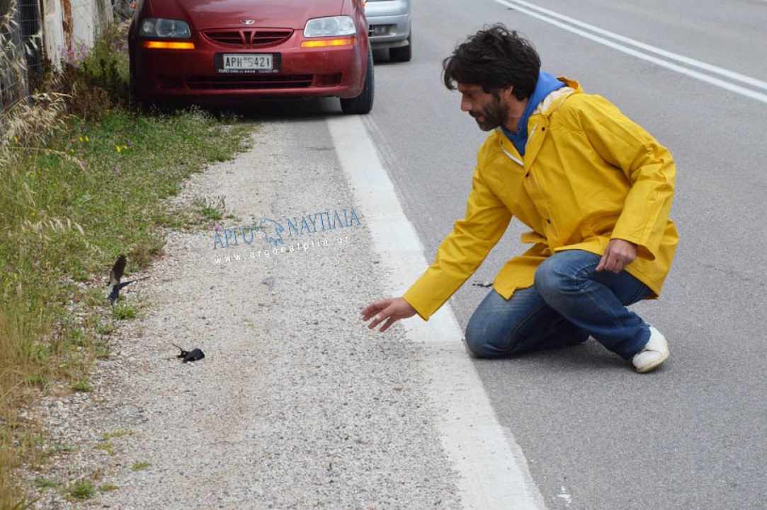 Θλιβερό γεγονός με το θάνατο εκατοντάδων χελιδονιών
