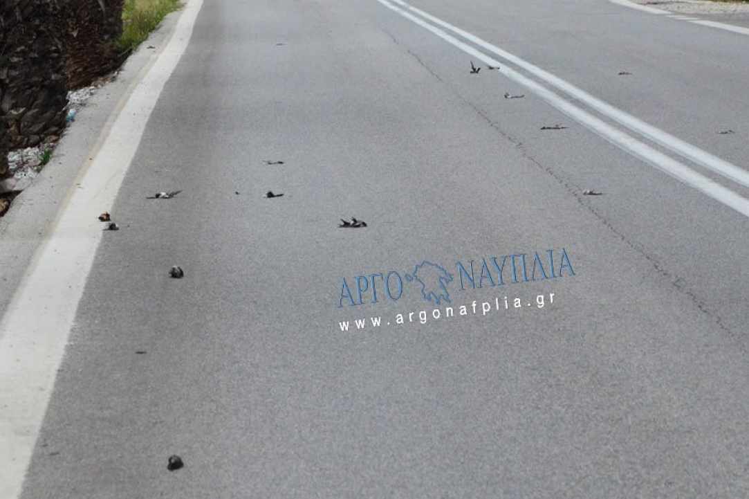 Θλιβερό γεγονός με το θάνατο εκατοντάδων χελιδονιών