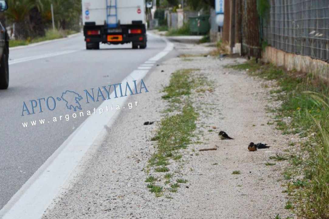 Θλιβερό γεγονός με το θάνατο εκατοντάδων χελιδονιών